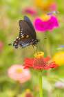 Pipevine Swallowtail male on zinnia in flower garden-Marion County-Illinois Art Print